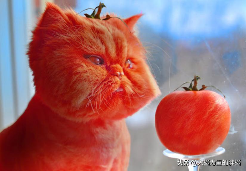 为什么你的猫叫声总像破锣嗓子? 为什么你的猫叫声总像破锣嗓子?