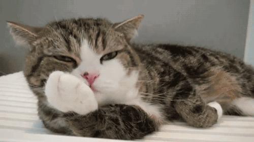 猫咪疯狂舔毛是生病了吗？