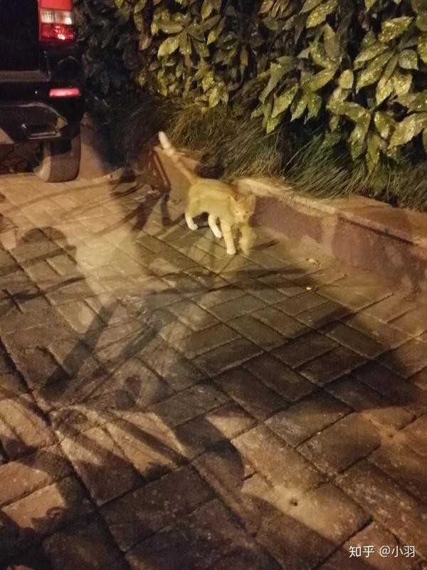 猫咪去世了该埋在小区花坛吗？