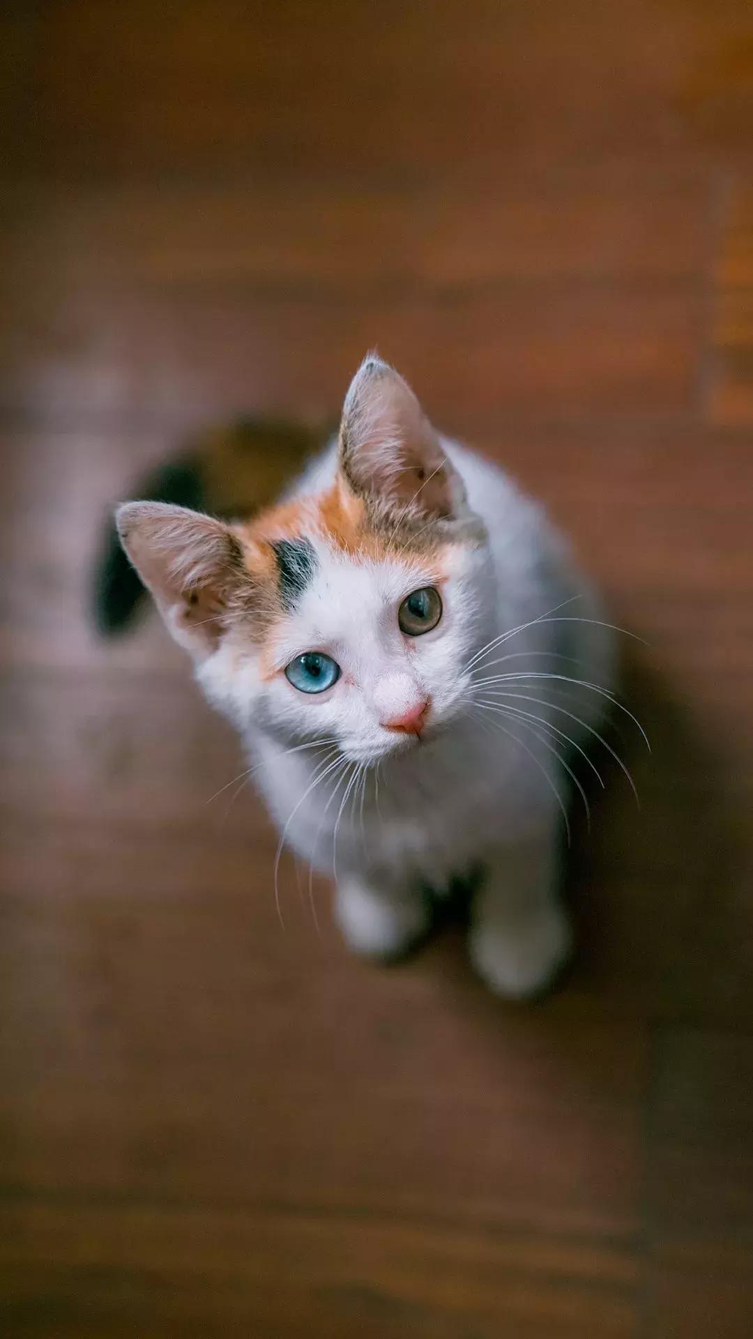 你家猫主子总发出 拖拉机声 正常吗？