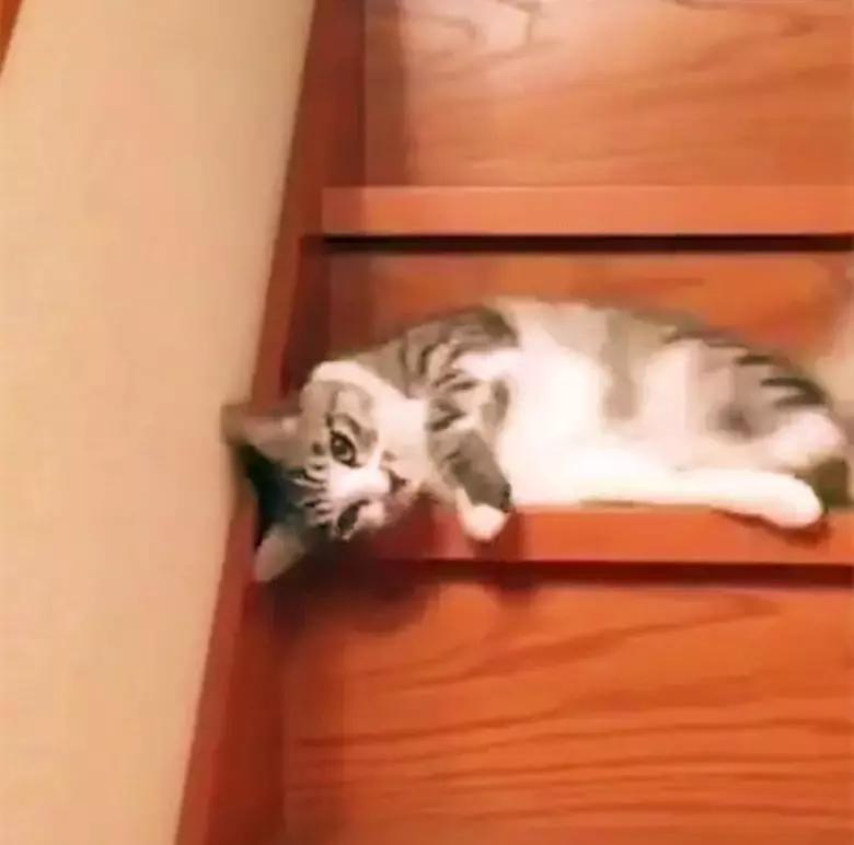 猫咪为什么总在地上滚来滚去？