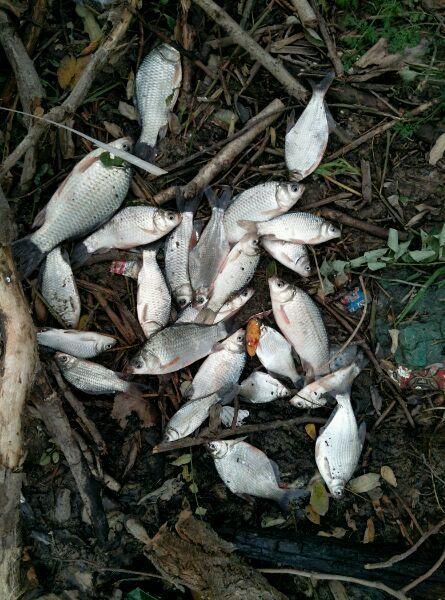 猫咪钓鱼真的能钓到鱼吗？