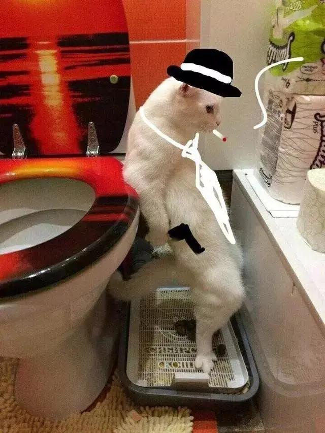 猫咪为什么总在地上拉屎？新手必看解决攻略