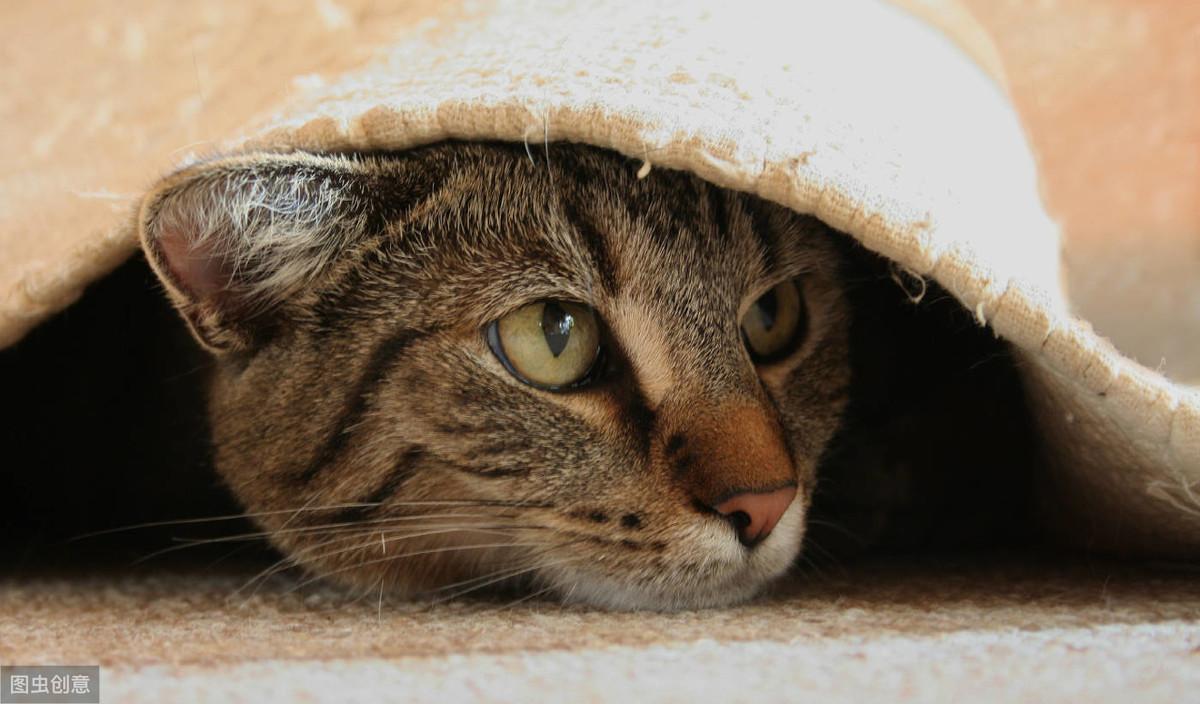 猫咪戴头饰拍照会应激吗？