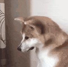 猫咪突然呕吐拉稀，可能是什么在作怪？