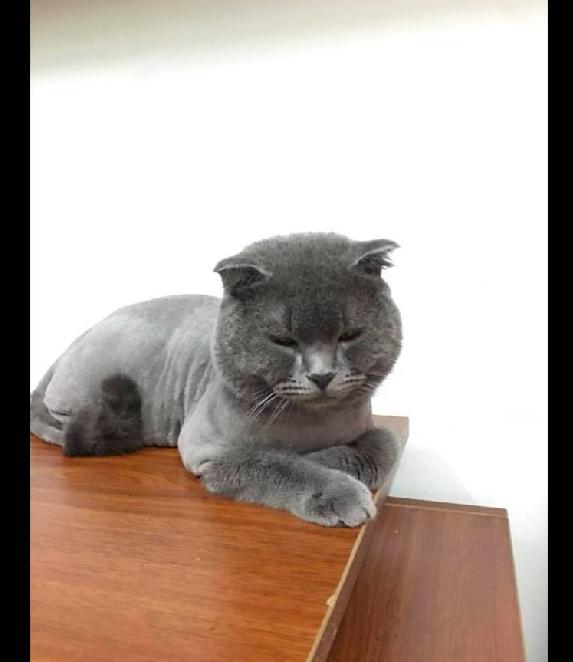 猫咪眯眼睛真的是在卖萌吗？