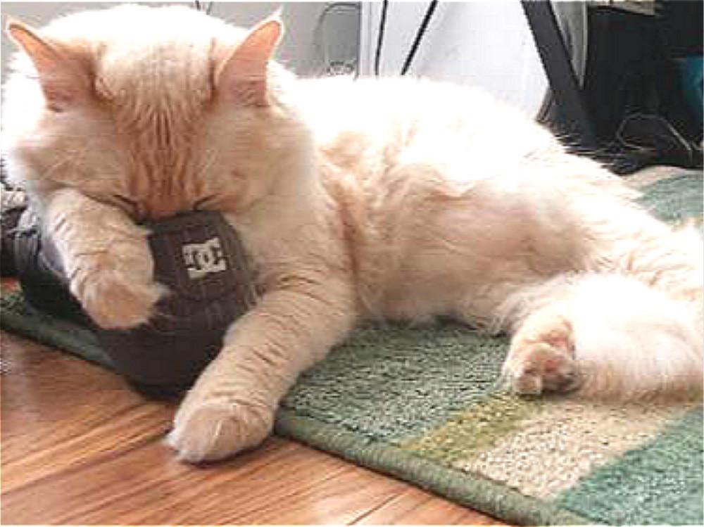 你家主子的嘴巴臭到让你怀疑人生了吗？