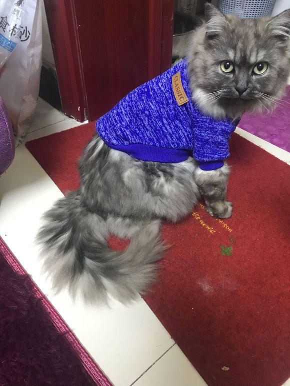 猫咪着凉呕吐必须立刻送医吗？