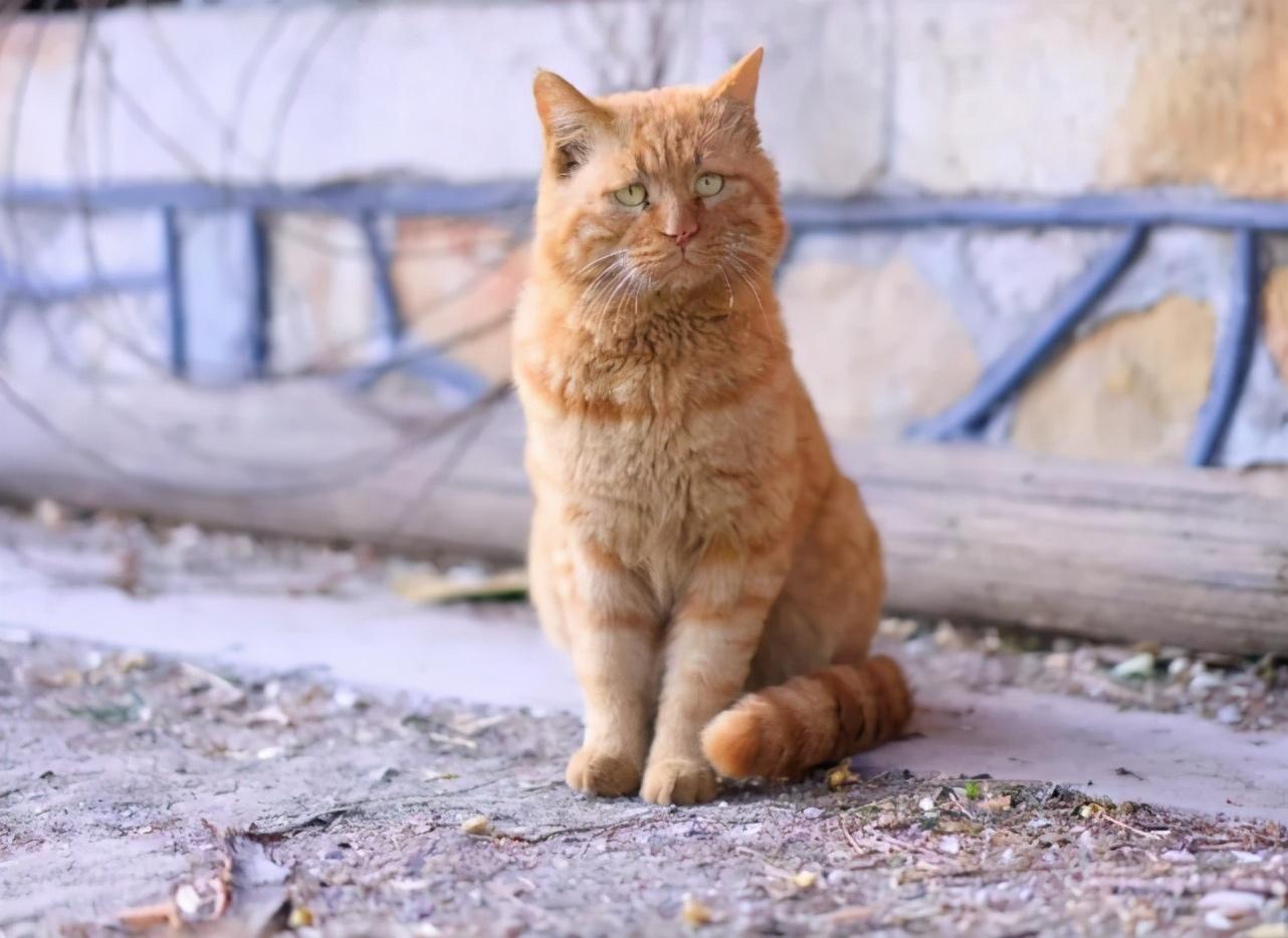 你家小猫到底要养几个月才能 毕业 ？