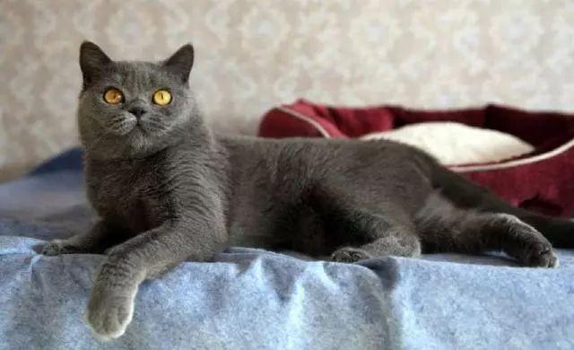 刚断奶的猫崽子能吃驱虫药吗？