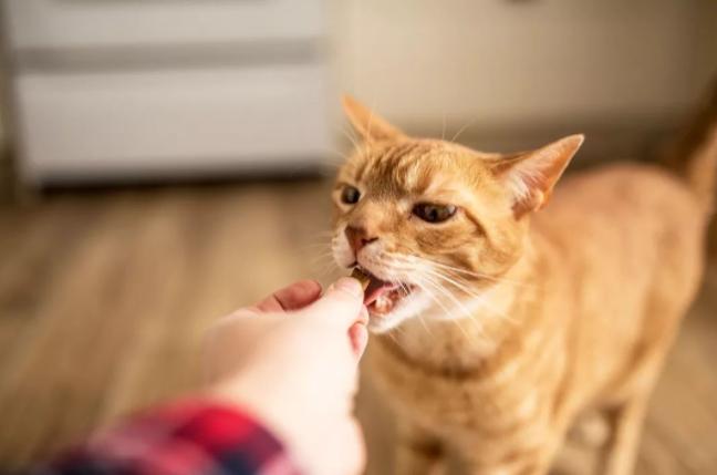 威志2真的能成为新手第一台车吗? 威志2真的能成为新手第一台车吗?