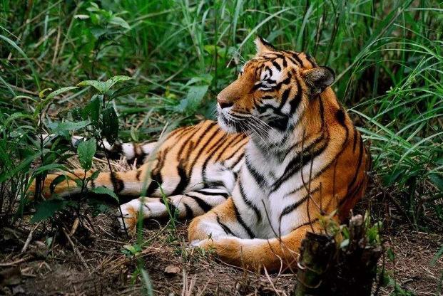 2010年属虎的人现在过得怎么样？