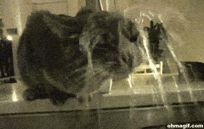 你家主子到底是哪个品种的猫？