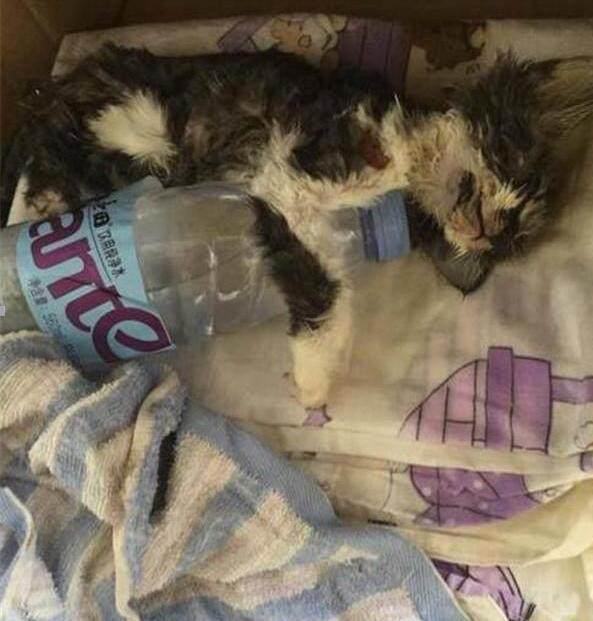 猫咪突然倒地抽搐真的没救了吗? 猫咪突然倒地抽搐真的没救了吗?