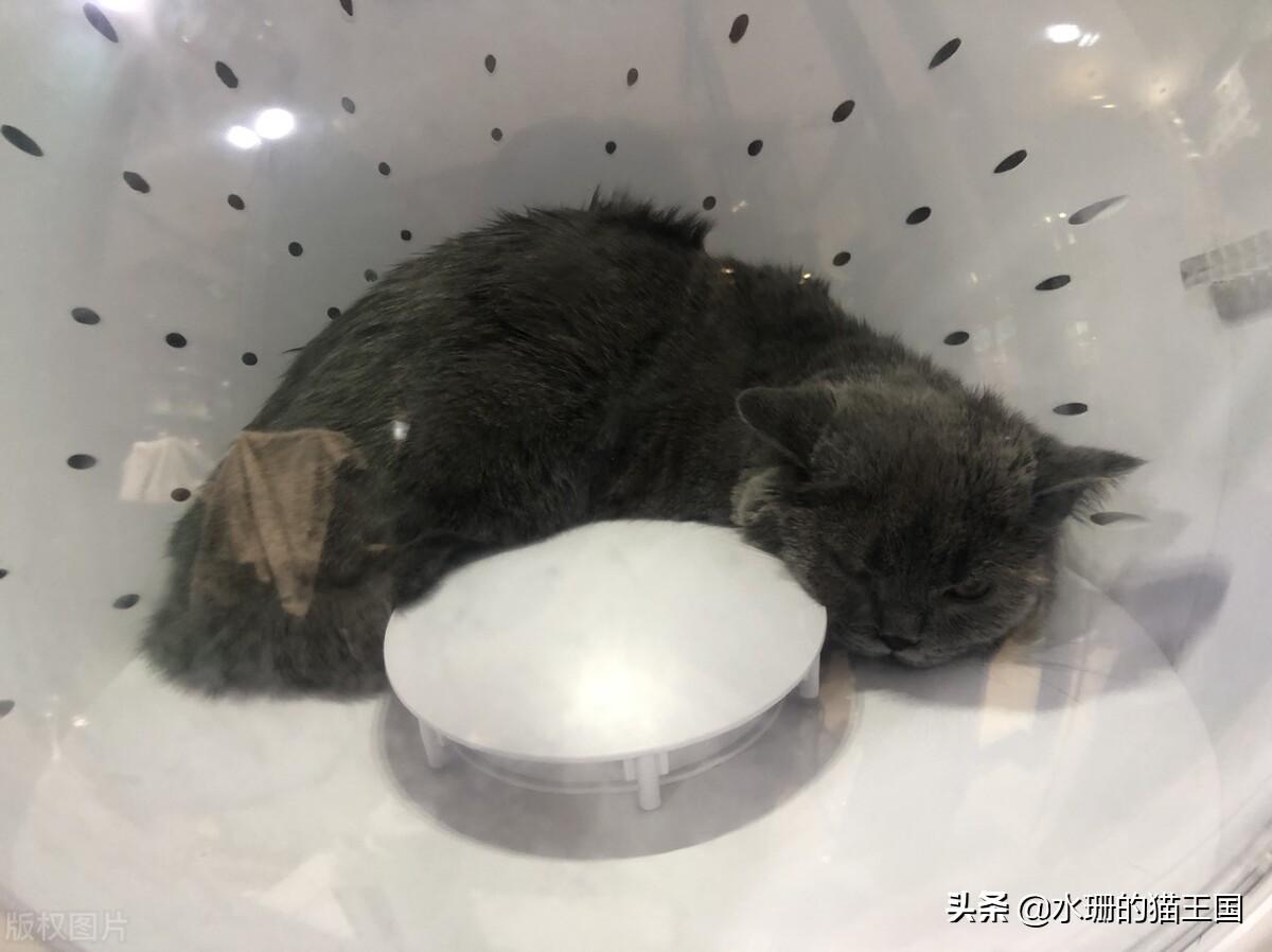 猫咪为什么能钻进比自己小的盒子？