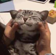 为什么猫咪纪录片总让人欲罢不能？