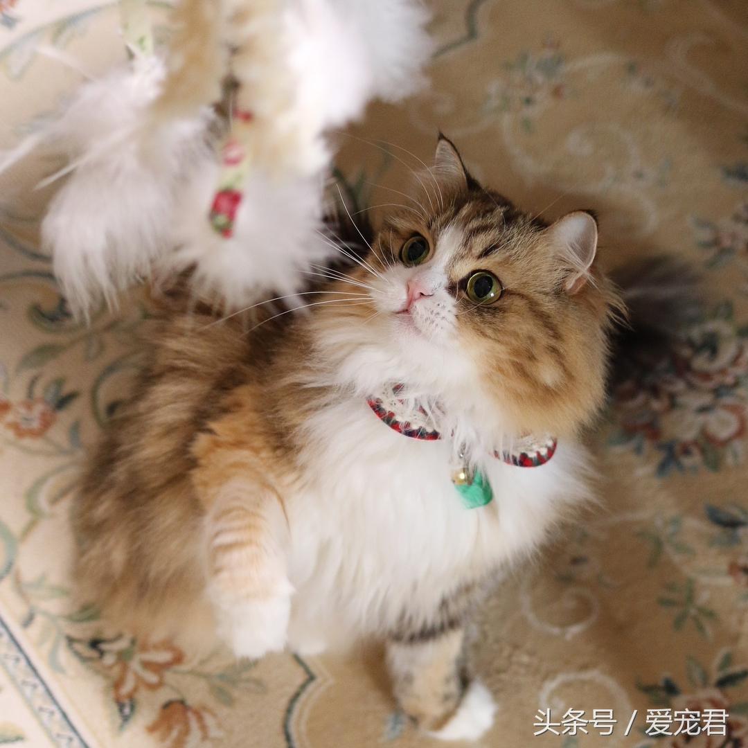 刚接回家的猫咪总搞破坏怎么办？