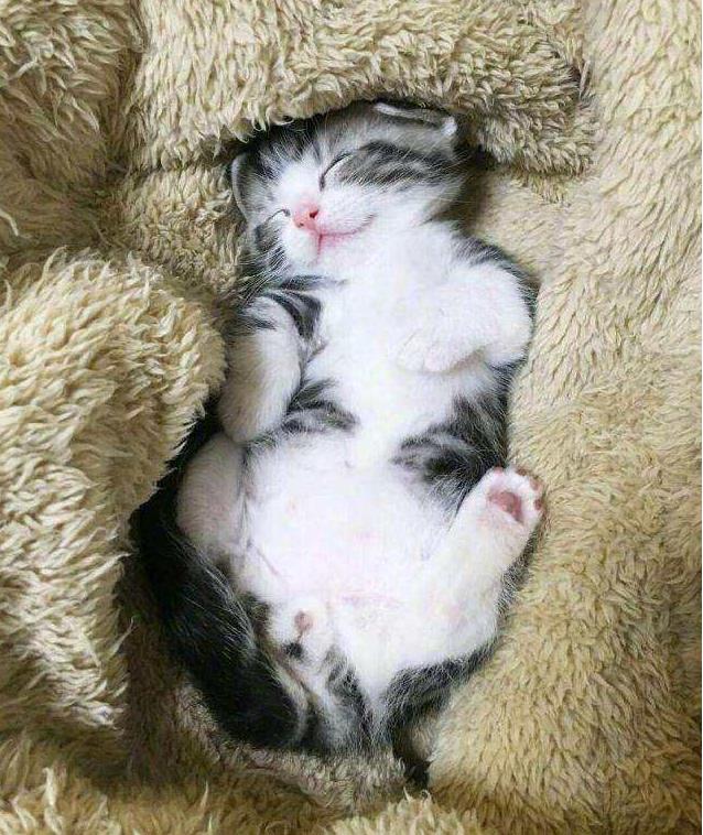 为什么你拍的小猫视频总差那么点可爱劲儿？