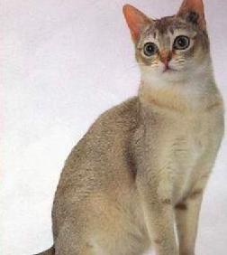 猫咪喝蜂蜜水真的安全吗？