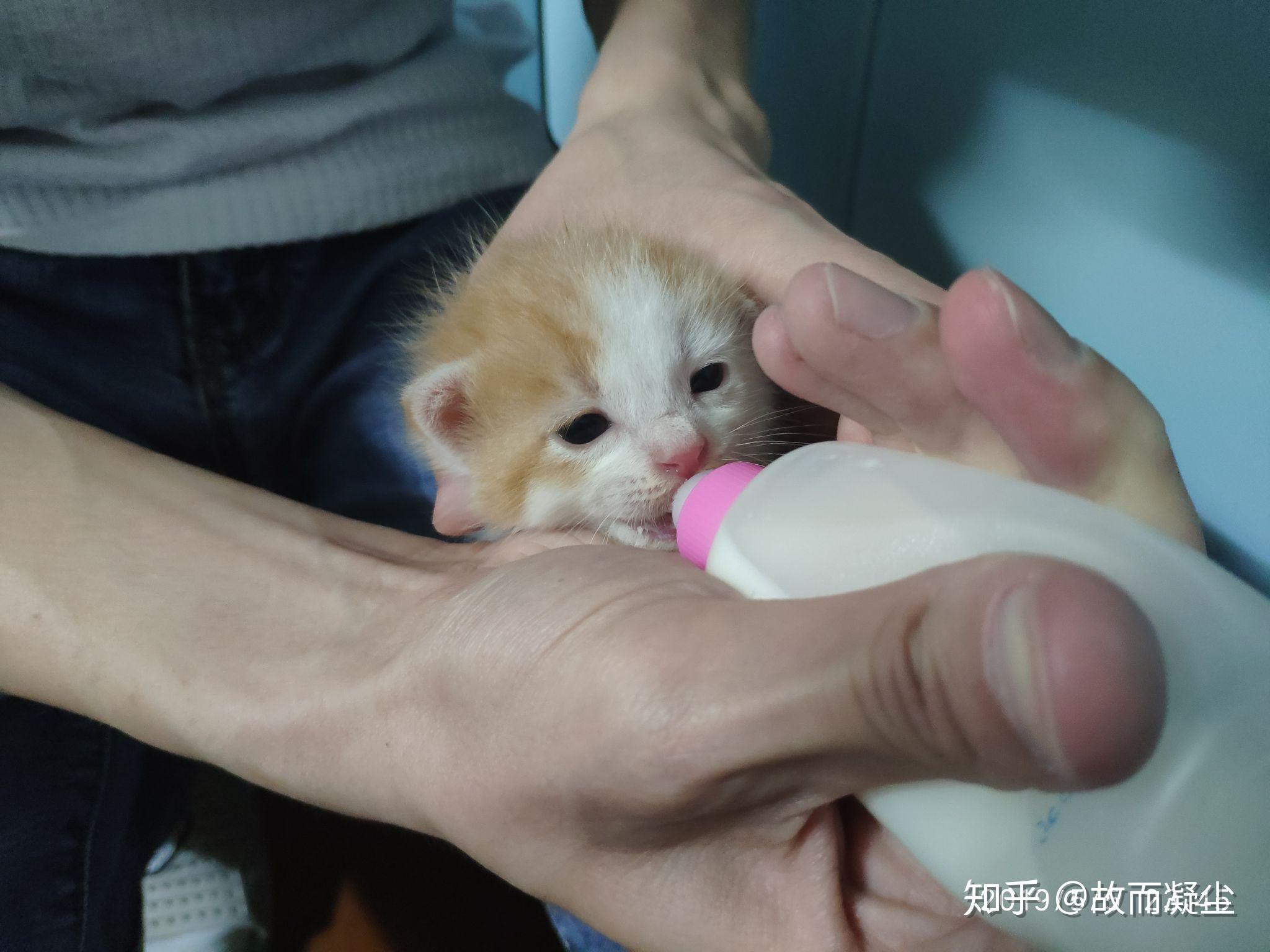 刚捡到小奶猫该喂什么？牛奶真的会害死猫吗？
