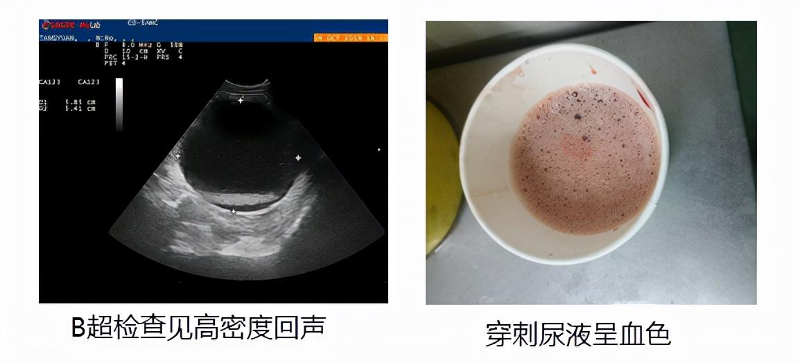 猫咪三天不拉屎会憋死吗？新手必看急救指南