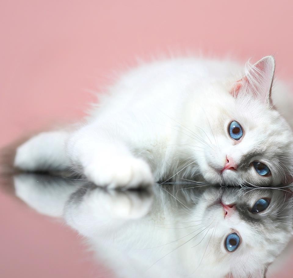 在加拿大养布偶猫，华人论坛到底能帮到你多少？