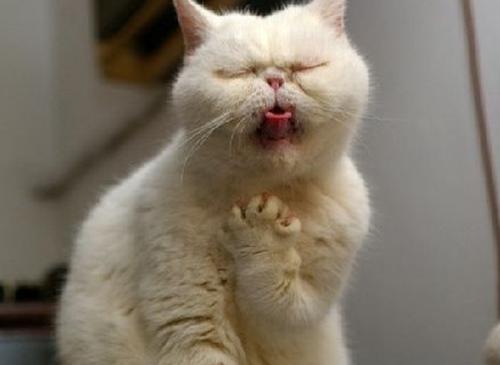 你家猫咪正在被寄生虫啃食吗？