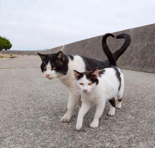 哪里能看到免费的猫咪视频? 哪里能看到免费的猫咪视频?