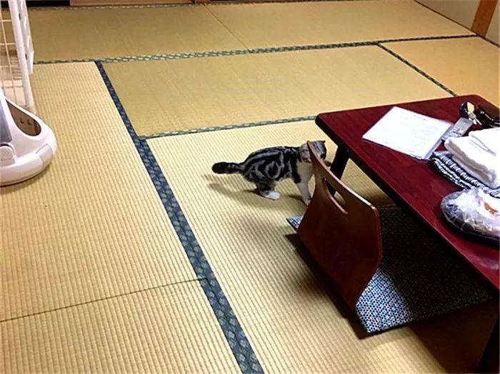 猫咪生宝宝到底要煎熬多久？