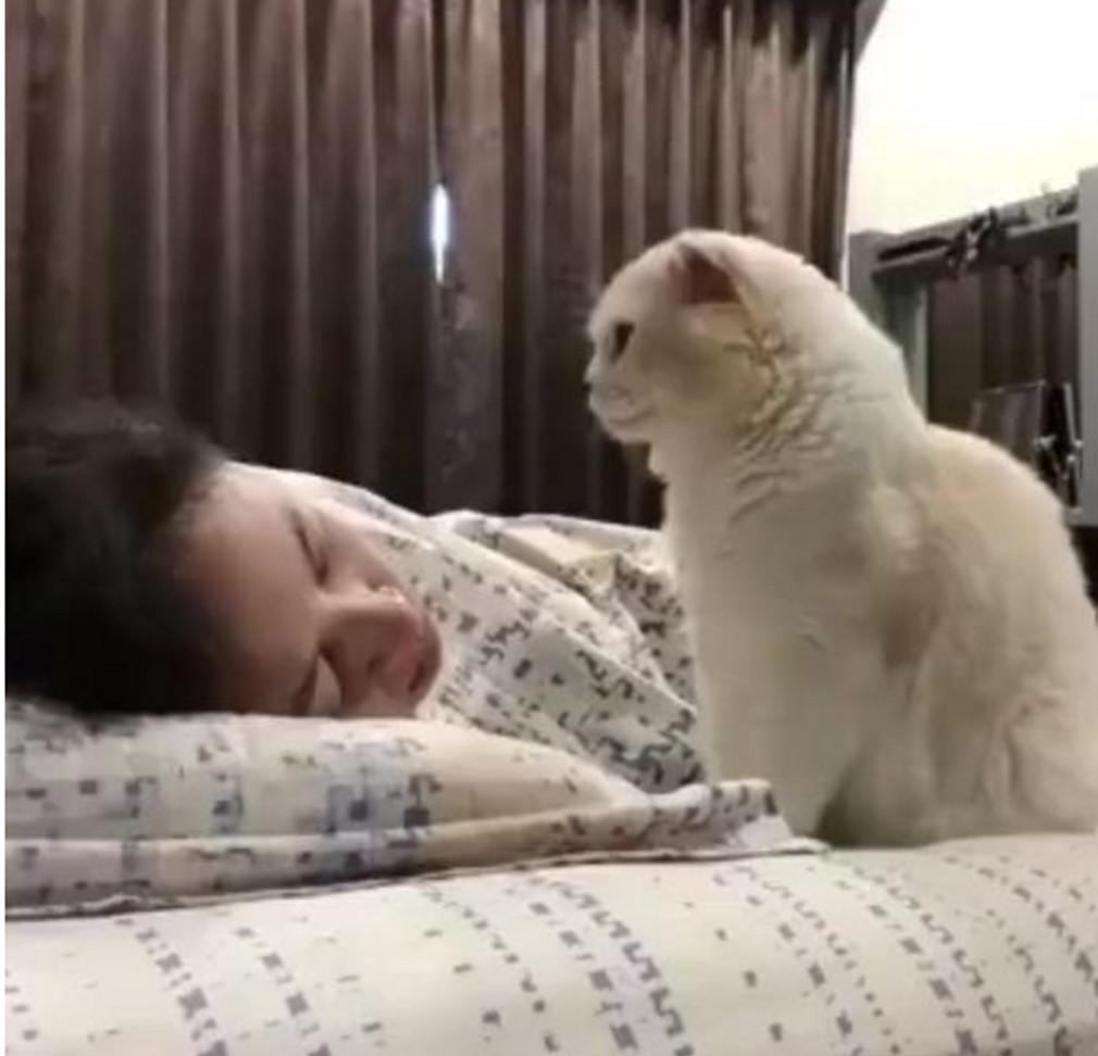 猫咪到底多大才能当妈？