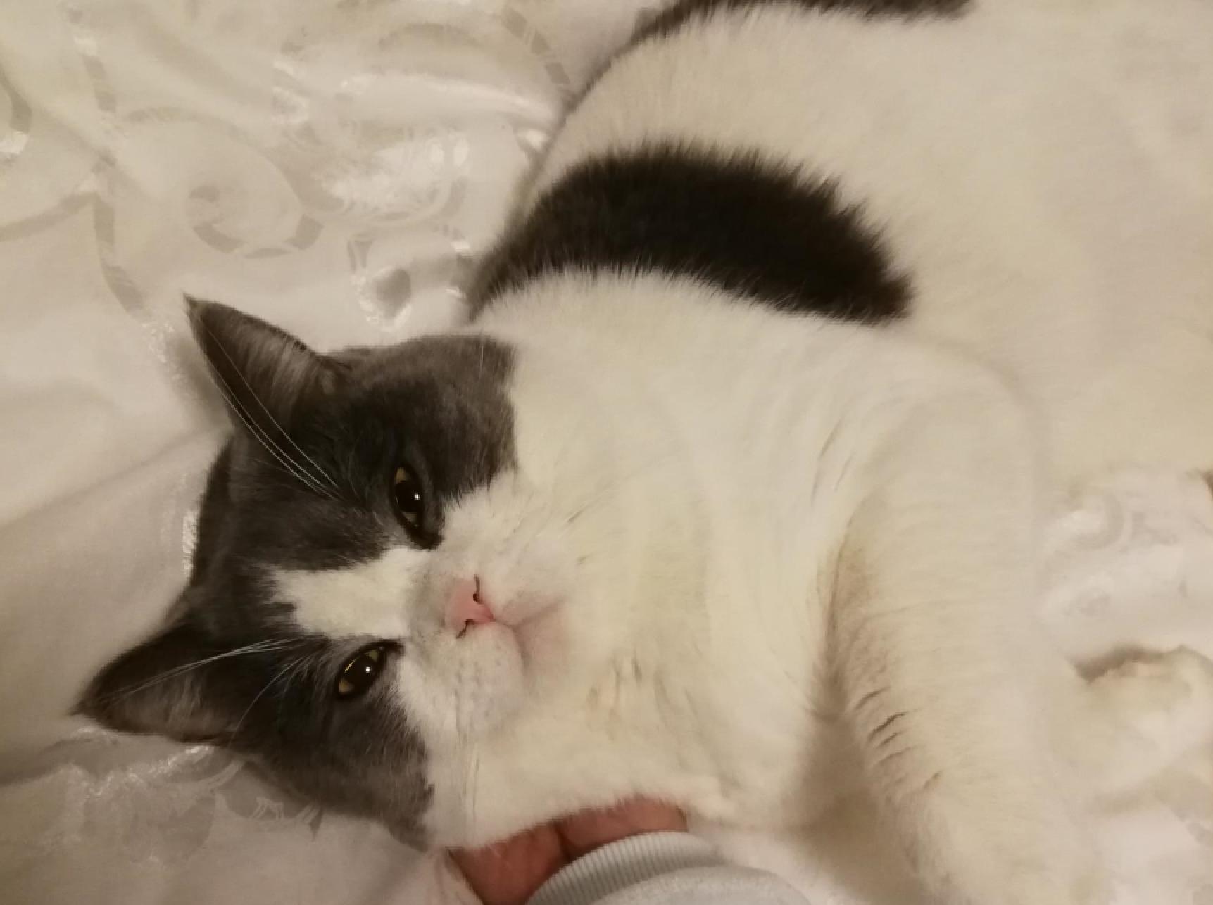 你家猫主子为啥总拿脑袋拱你？