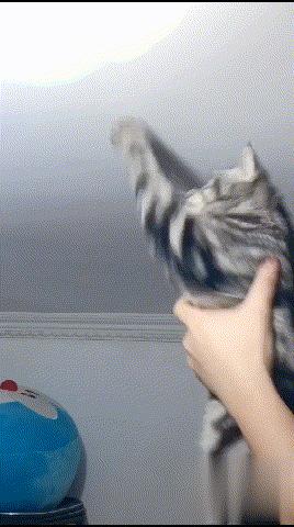 猫咪吃飞蛾会中毒吗？