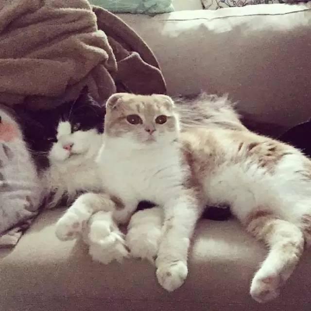 猫咪真的可以随便卖给宠物店吗？