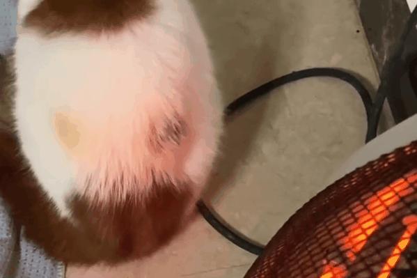 猫咪洗澡水温超过40度会烫伤主子吗? 猫咪洗澡水温超过40度会烫伤主子吗?