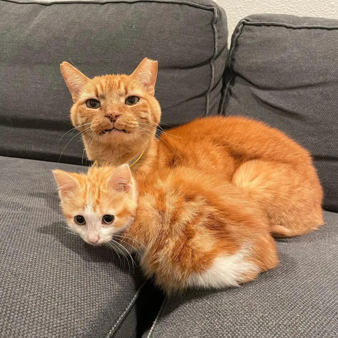 猫咪肚子突然变大？当心要命的腹水找上门！