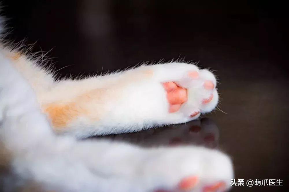 为什么你抱猫时它总想逃跑? 为什么你抱猫时它总想逃跑?
