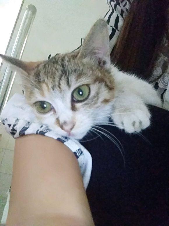 多巴哥这游戏到底该从哪儿下手？