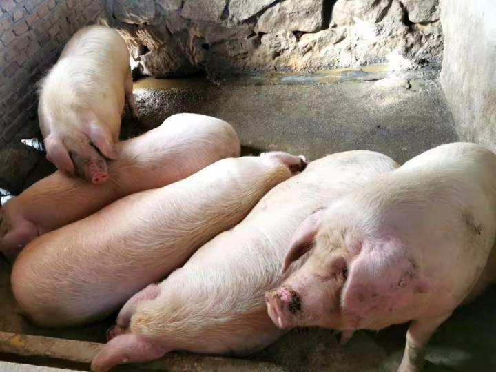 第一次养小猫崽,怎么才能不手忙脚乱? 第一次养小猫崽,怎么才能不手忙脚乱?