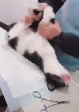 为什么我家猫咪从来不叫？