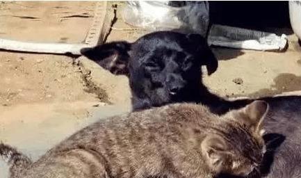 猫咪乳头突然凹进去?这到底是咋回事? 猫咪乳头突然凹进去?这到底是咋回事?