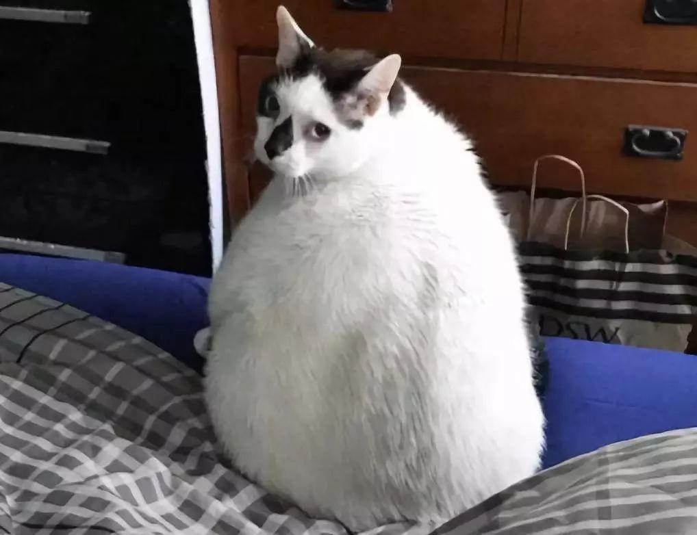 你家猫咪的体重超标了吗？新手必看的科学喂养指南