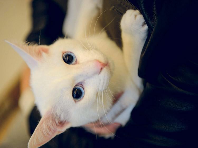 猫咪多大绝育最合适？看完这篇不再纠结！