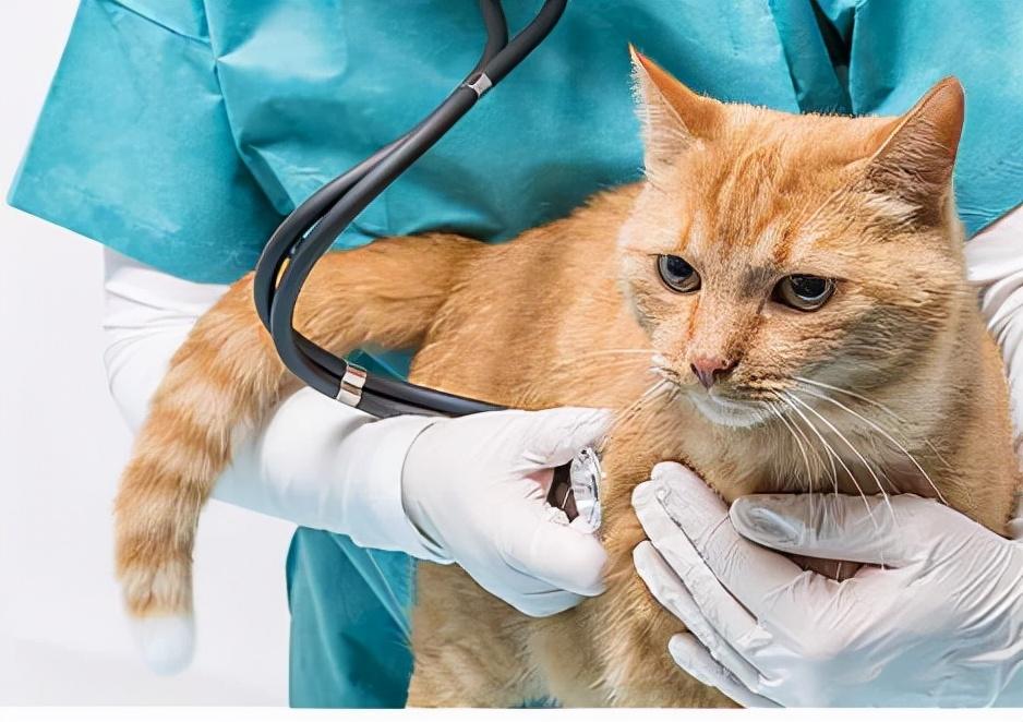 猫咪吐黄水真的会死吗？