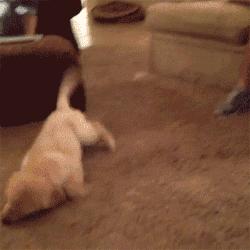 猫咪看到香蕉真的会发疯吗？