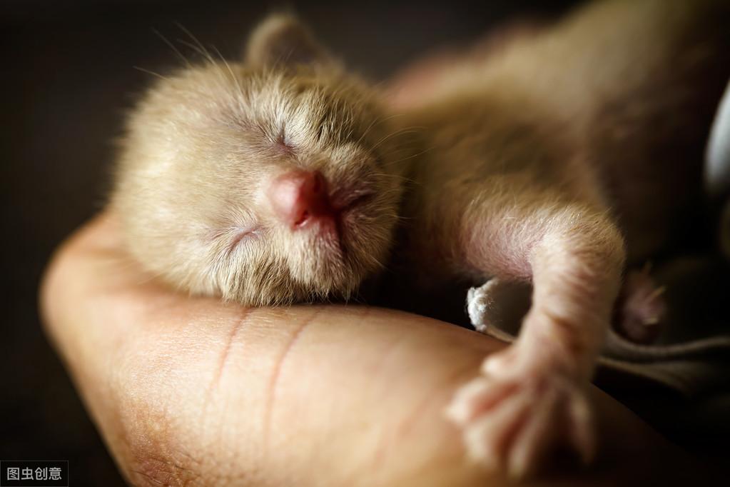 刚出生的小奶猫到底几天睁眼? 刚出生的小奶猫到底几天睁眼?