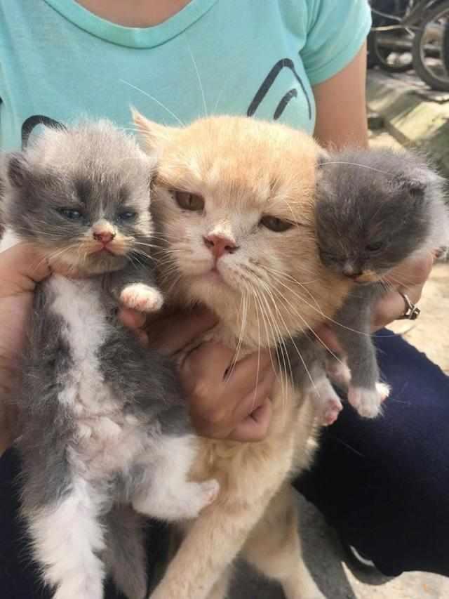 猫咪生了一只隔几天再生正常吗? 猫咪生了一只隔几天再生正常吗?