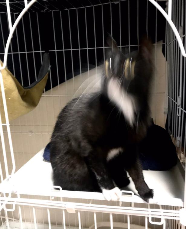 为什么你家猫咪总躲开你的亲亲？