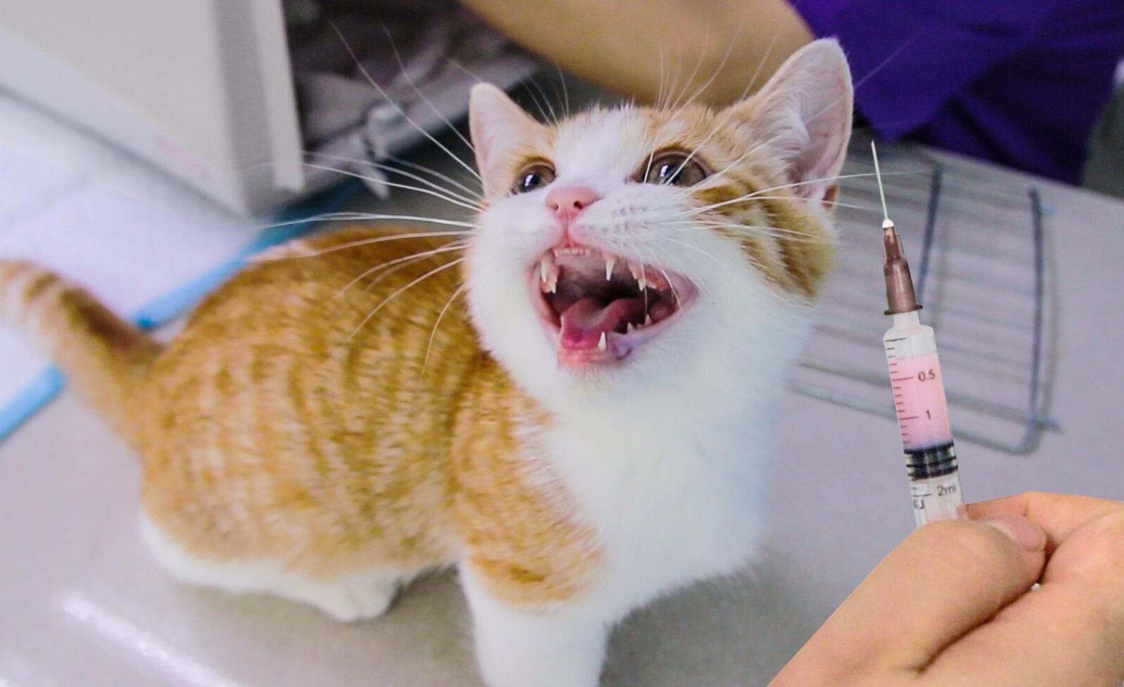 猫咪牙龈出血不管会自己死掉吗? 猫咪牙龈出血不管会自己死掉吗?