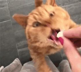 猫咪突然变成 挑食怪 怎么办？