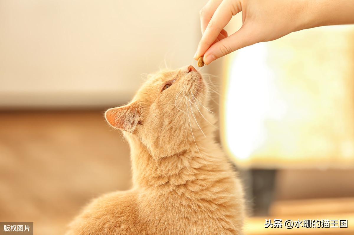 沙发总被抓烂？新手如何让猫咪乖乖用猫抓板？